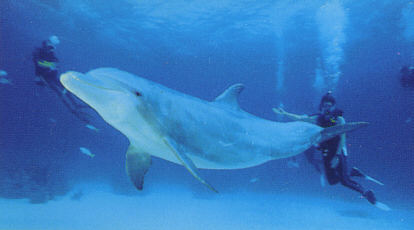 dolphin