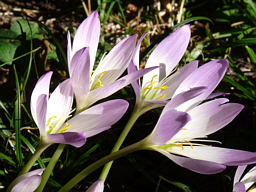 Saffron