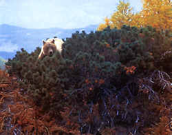 Bear in Elfin Cedars