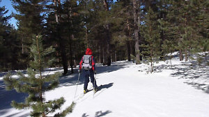 Forest Skiing